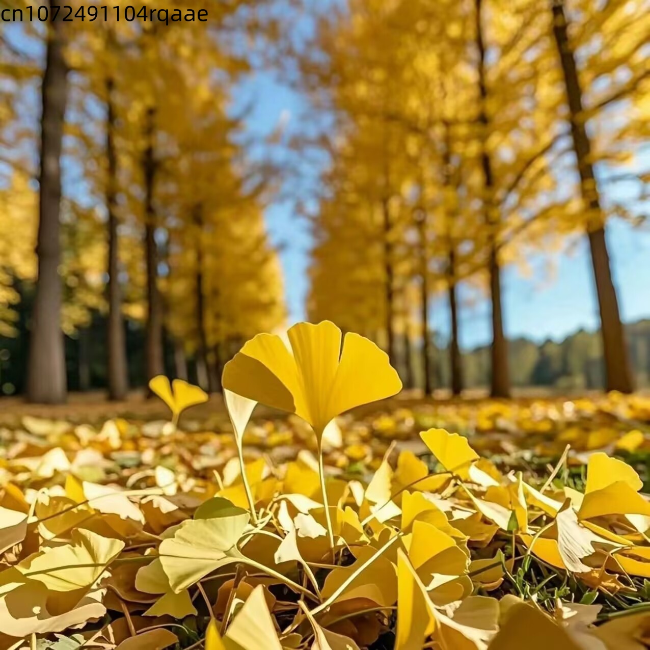 Soap Making Diy - Natural Ginkgo Biloba Dried Leaves Natural