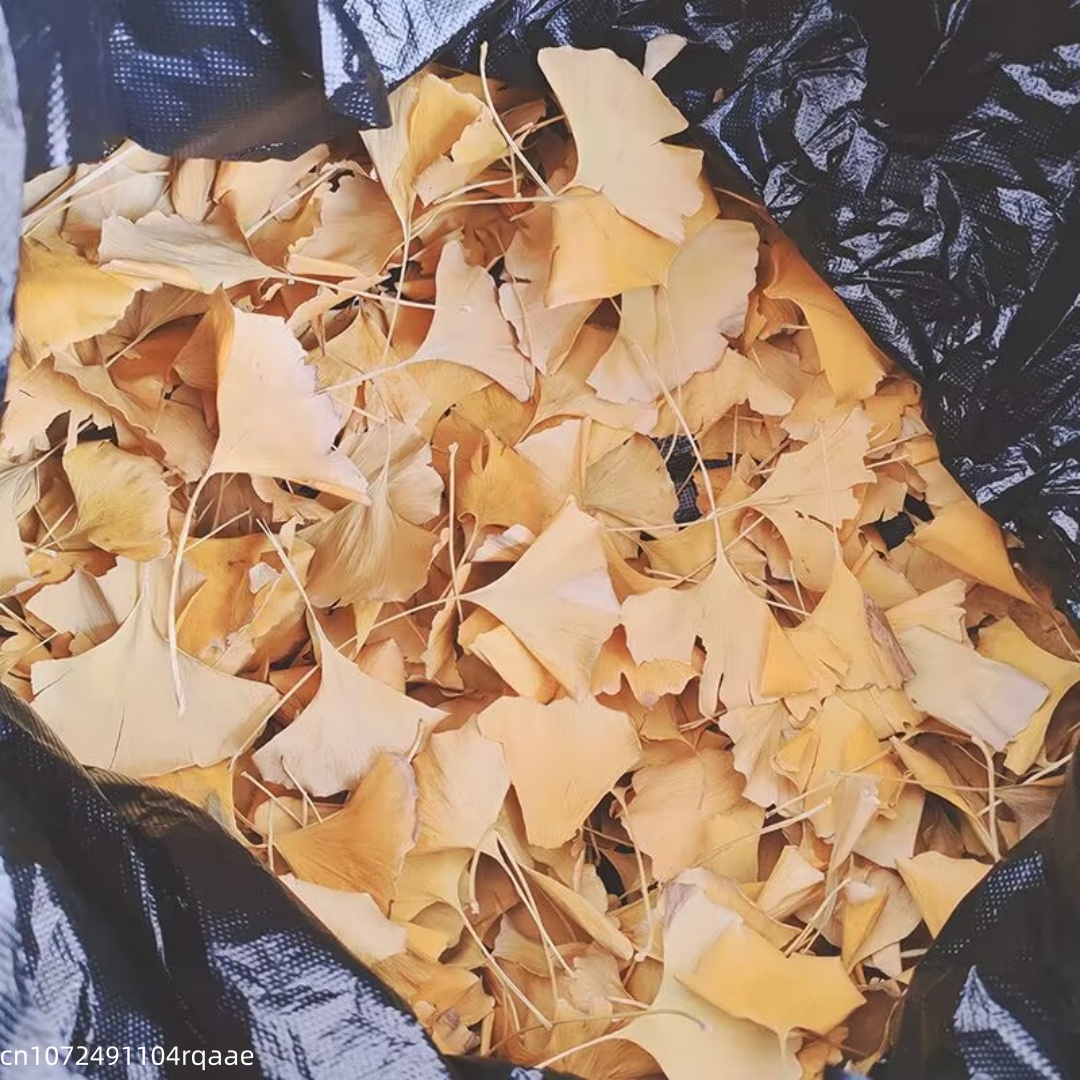 Natural Ginkgo Biloba Dried Le - огляд і ціна Soap Making Diy
